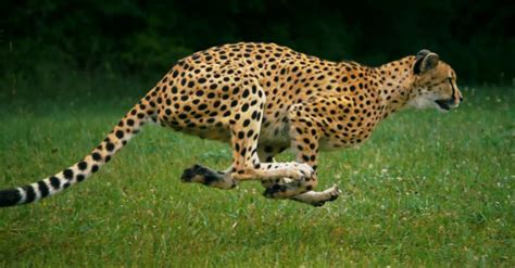 Cheetah Running Slow Motion