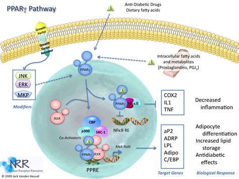 Inflammablog4: A general PPAR-gamma diagram...