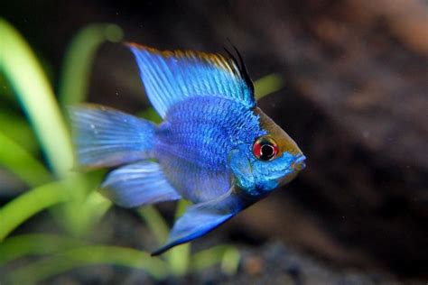 Electric Blue Ram Cichlid: Care, Behavior, Feeding, & More