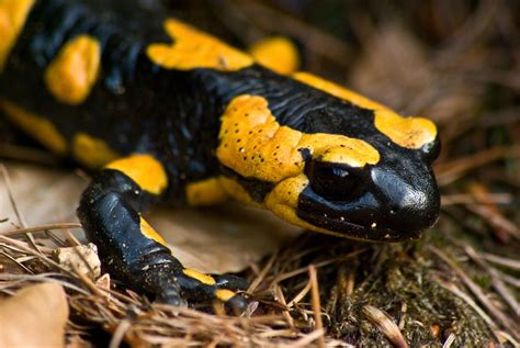 File:Fire salamander March 2008b.jpg - Wikimedia Commons