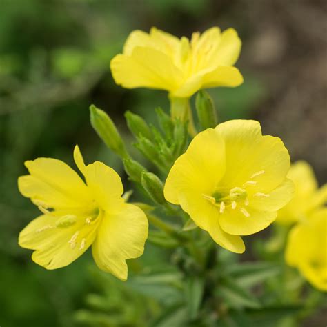 Evening Primrose Missouriensis | Easy To Grow Bulbs