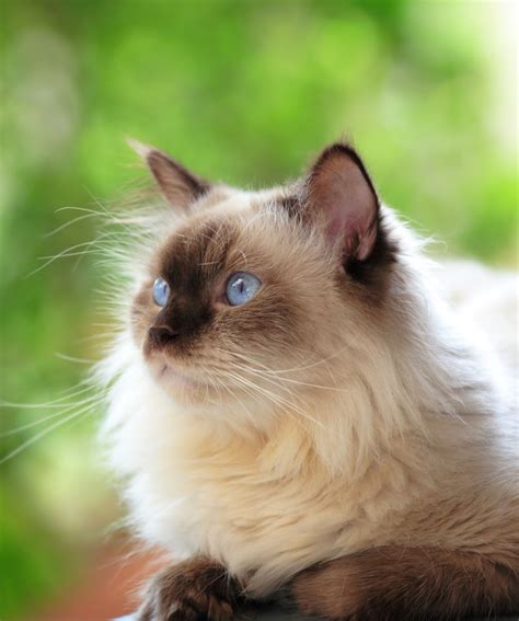 Cat Breed Guide: Himalayan | Himalaya, Động vật, Mèo