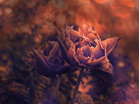 Sunset Tulips on Behance