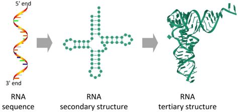 RNA primary, secondary, and tertiary structures | Download Scientific ...