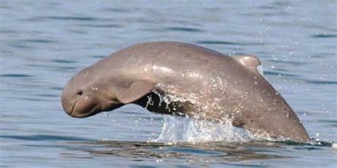 Wild Life Animal: Australian Snubfin Dolphin Extraordinary Animal