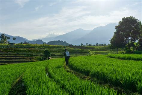 the activities of farmers in the rice fields in the Barisan Mountains, Bengkulu, North Indonesia ...