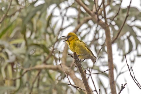 Hawaii Birding Tours - Birdwatching - Birds of Hawaii - Birdquest