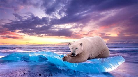 3440x1440px, 2K Free download | Polar Bear - Awesome, Cool Polar Bear ...