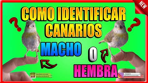 ÉSTO TE AYUDARÁ A IDENTIFICAR UN CANARIO CRIOLLO HEMBRA O MACHO - YouTube