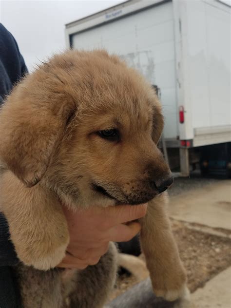 East European Shepherd Puppies For Sale | Ohio Drive, Jackson Township ...