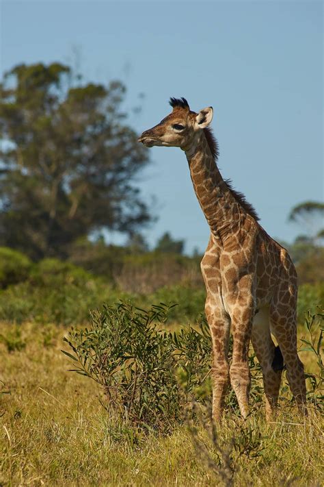 Giraffe, fascinating facts and photos