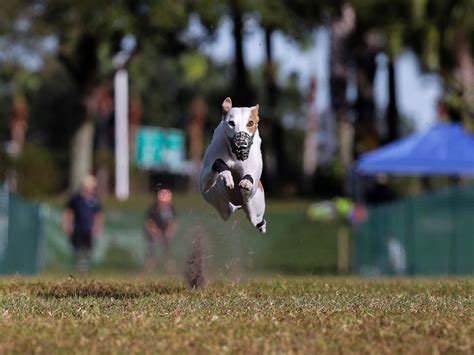 Reas the whippet named America’s fastest dog, breaks last year’s record