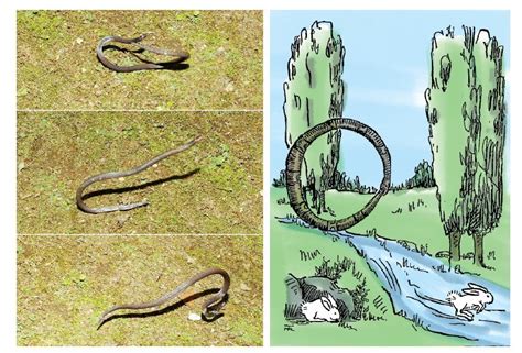 Best Animal Discovery of 2023: The Hoop Snake | Skeptical Inquirer