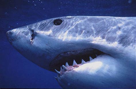 Shark Attack FAQ – Discover Fishes