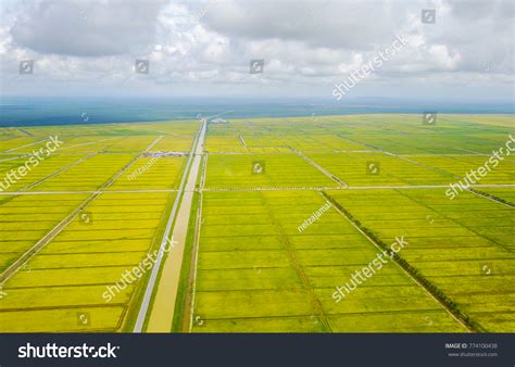 Aerial View Scenery Yellow Paddy Field Stock Photo 774100438 | Shutterstock