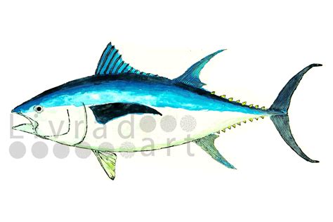 Bluefin Tuna Watercolor & Ink Print - Etsy