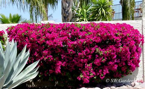 Bougainvillea: You Can Grow That | Water - Use It Wisely