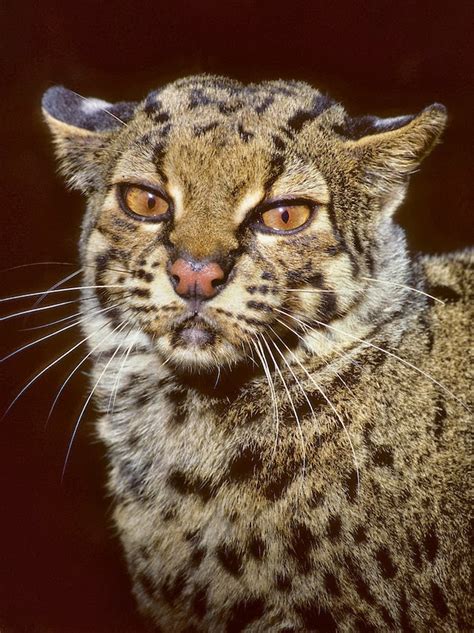 Marbled Cat-Pardofelis Marmorata | Enter your blog name here