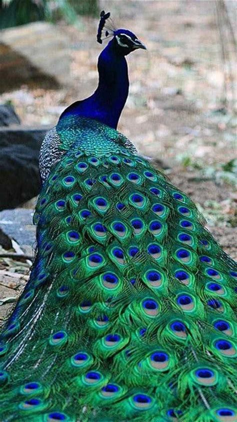 Beautiful Peacock | Bird, Animals wild, Exotic birds