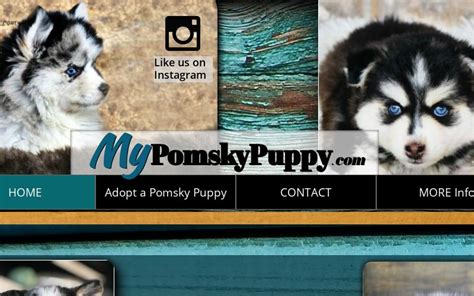 Adopt a Pomsky Puppy