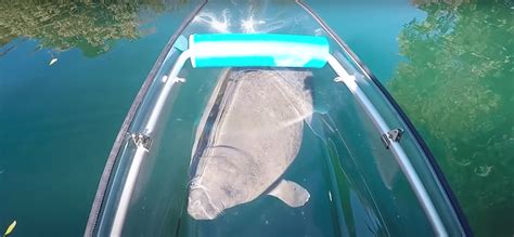 Crystal River: Clear Kayak Manatee Ecotour | GetYourGuide