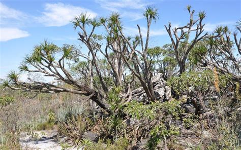 Cerrado brasileiro tem a maior extinção de plantas da história - Save Cerrado