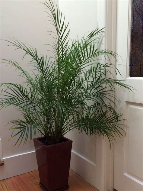 Date Palm inside in a pot | Garden design, Plants, Garden