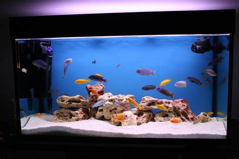 Fish Aquarium Decorations - a Stylish Way to Showcase Your Favorite Fish | Aquarium Design Ideas