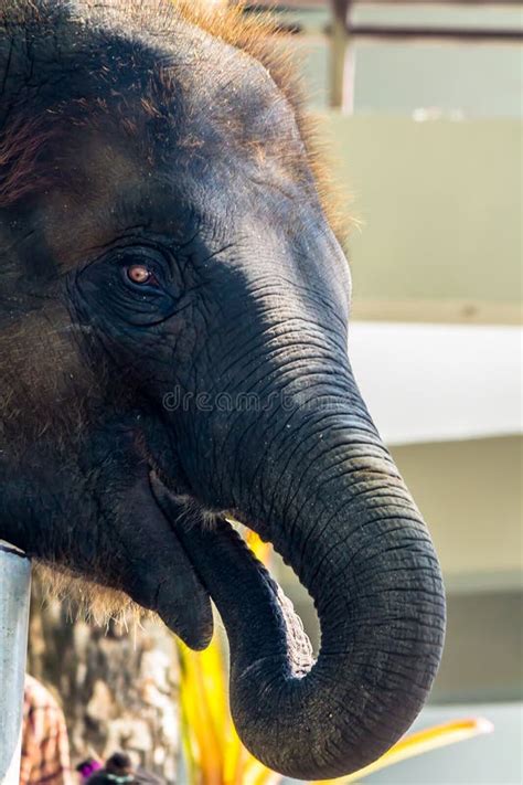 Elephant face profile stock image. Image of background - 14638343