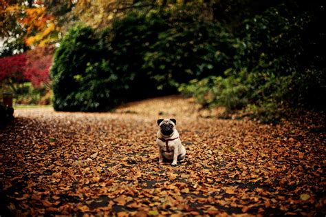 Fall Pug Wallpapers - Wallpaper Cave