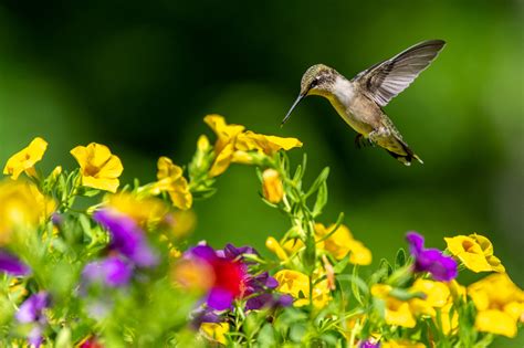 Bulletin #7152, Understanding Ruby-Throated Hummingbirds and Enhancing Their Habitat in Maine ...