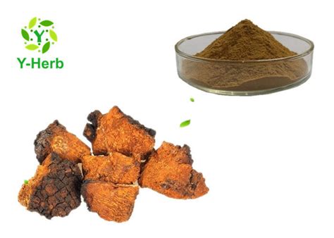 Pharmaceutical Grade Chaga Mushroom Extract Powder 10%-50% Polysaccharides Powder