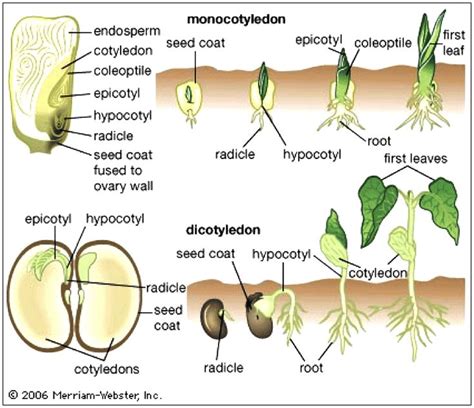 seed germination - Google Search | Biology plants, Horticulture education, Plant science