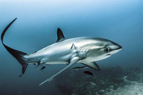 Thresher sharks | Wide-eyed and whiptailed - DIVE Magazine