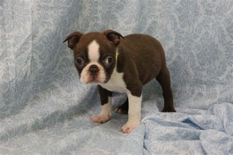 27+ Boston Terrier Breeders In New Jersey Photo - Bleumoonproductions