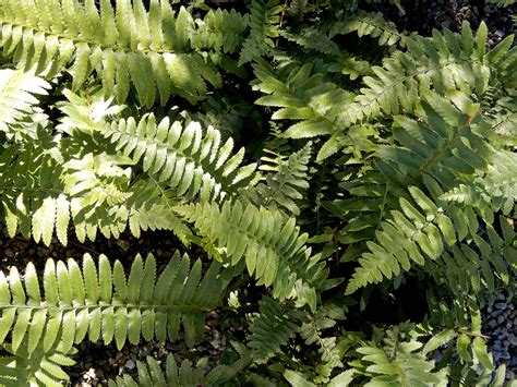 Outdoor Ferns - Berkeley Horticultural Nursery Berkeley Horticultural Nursery