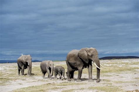 Elephant Safari In Amboseli | Best Kenya Safari Experiences | Art Of Safari