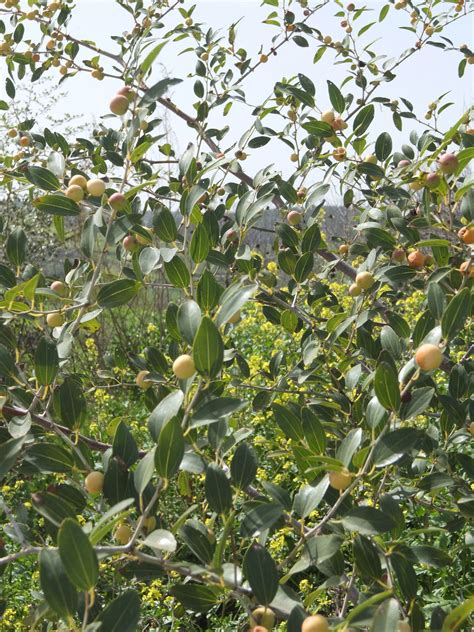 Christ's 'crown of thorns' tree may help in climate change fight - The ...