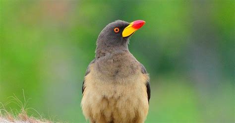 Oxpecker fact (Buphagus) lovely bird with animals