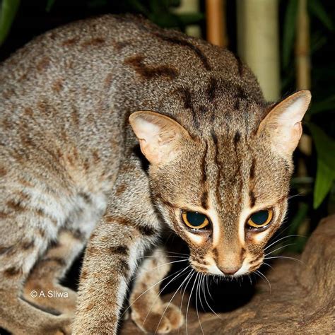 Rusty-spotted Cat - International Society for Endangered Cats (ISEC) Canada