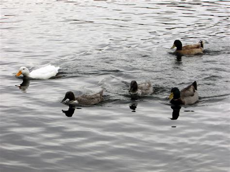 Riparian Preserve Photography: The Wildlife