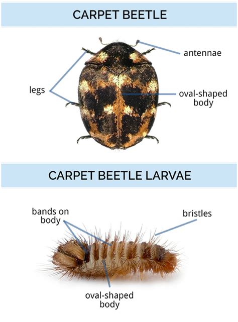 Varied Carpet Beetle Identification Behavior Anderson Pest Solutions | atelier-yuwa.ciao.jp