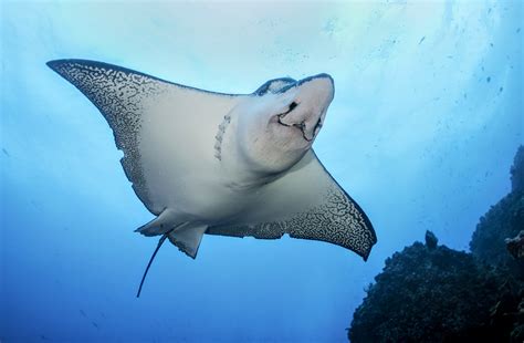 Secrets of manta ray behavior revealed - Earth.com