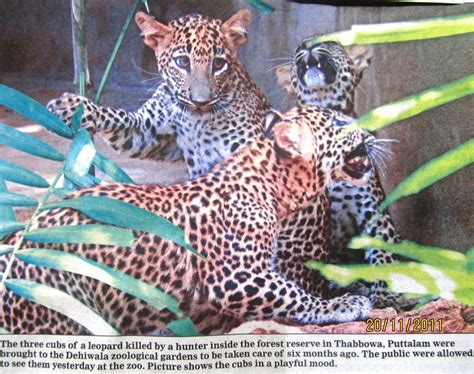 Orphaned leopard cubs - Sri Lanka Elephant