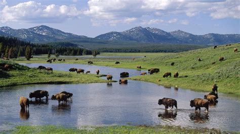 american, Wyoming, Yellowstone, National, Park, Bison Wallpapers HD / Desktop and Mobile Backgrounds