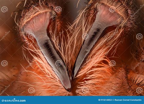 Extreme Magnification - Mexican Redknee Tarantula Fangs Stock Image - Image of poisonous ...