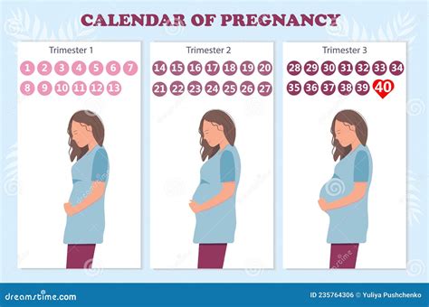 The Calendar of Pregnancy Trimesters with Pregnant Woman, Healthy Pregnancy Concept Stock Vector ...