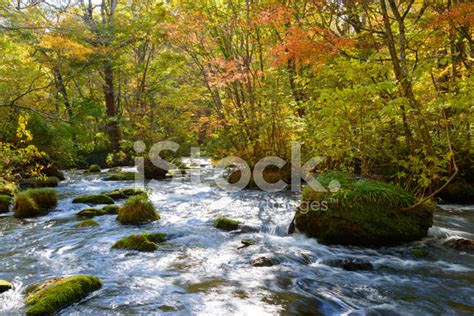 Autumn Of Oirase Gorge In Aomori, Japan Stock Photo | Royalty-Free ...