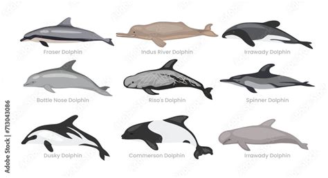 Different types of dolphin set collection cartoon, swimming mammals underwater animals fish ...