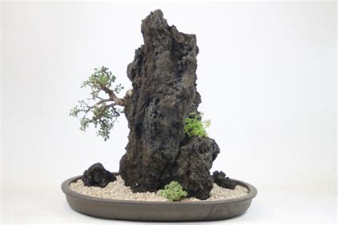 Bonsai Tree Rock Planting Workshops Now Available - ALL THINGS BONSAI